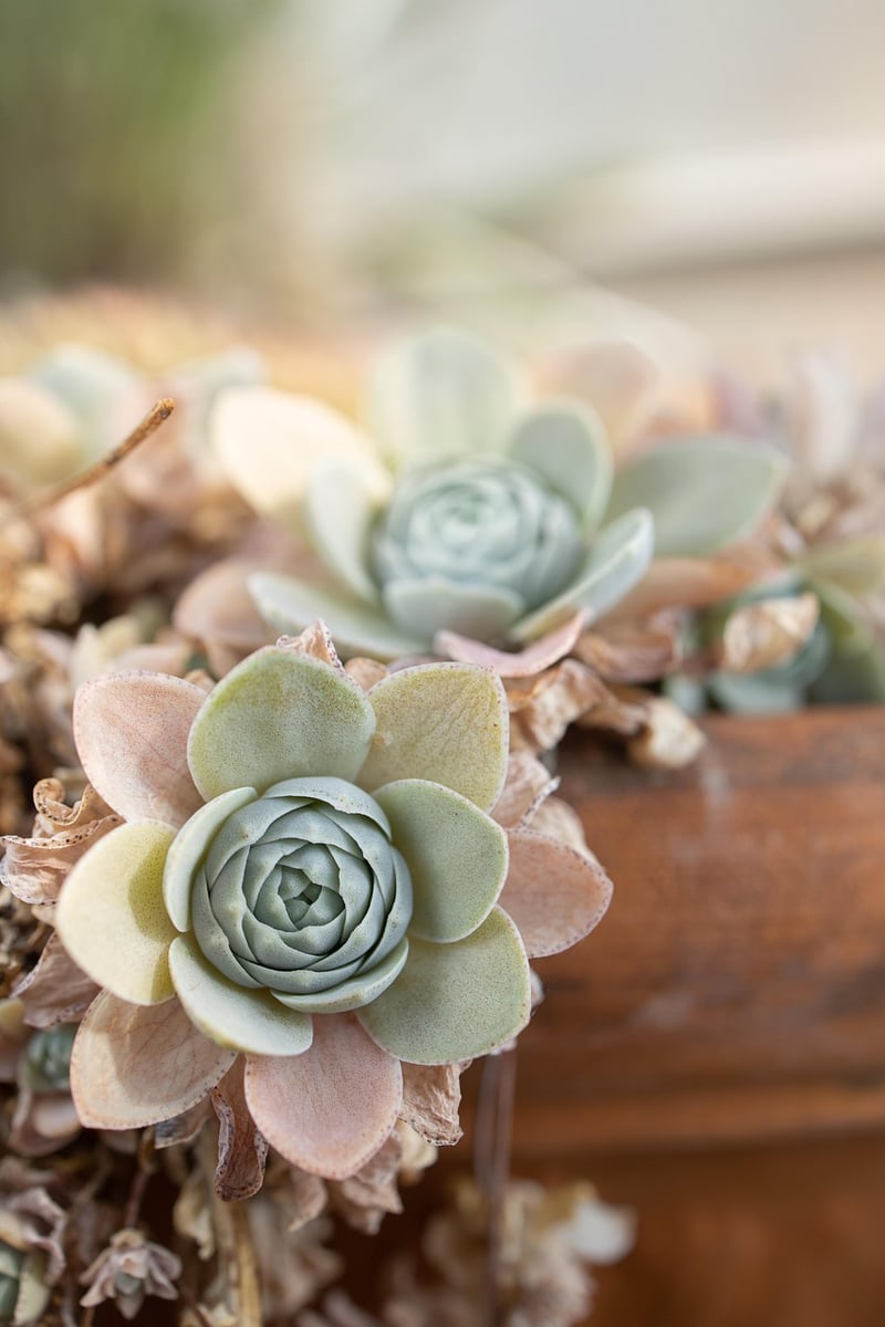 Mystical Botanicals