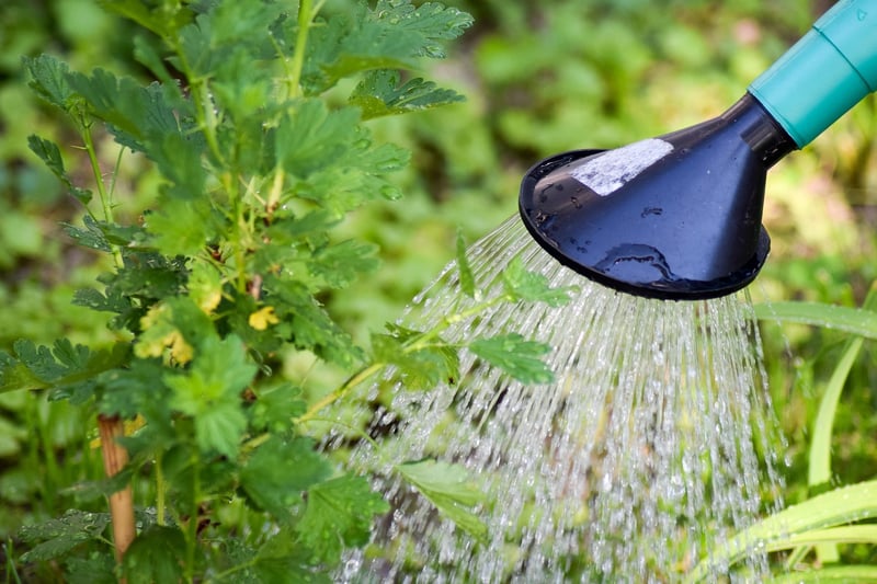 Crystal-Infused Watering Can