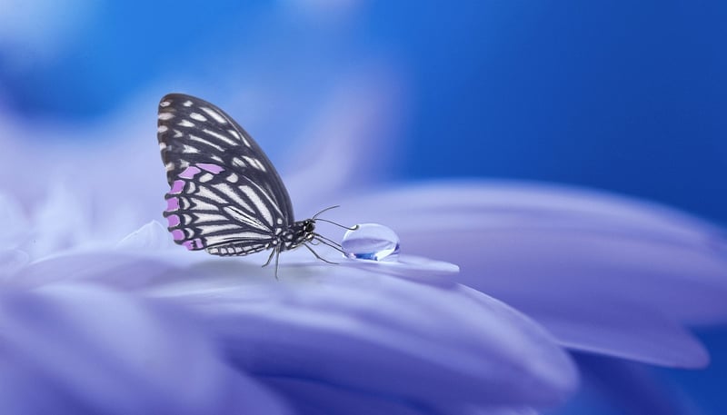 Crystal Lotus