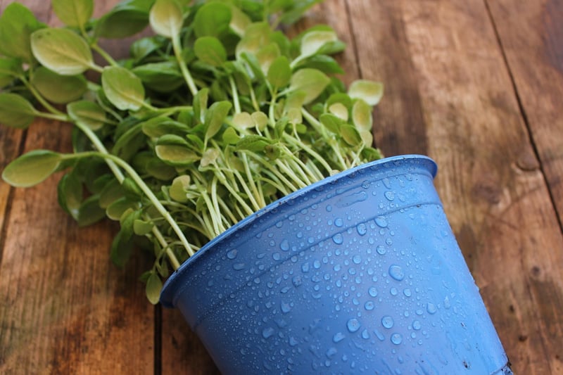 Herb Pots and Planters